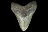 Fossil Megalodon Tooth - North Carolina #124434-1